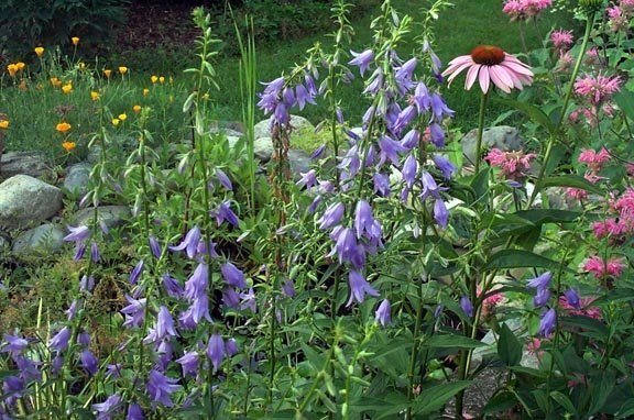 Ladybells, Lady Bells