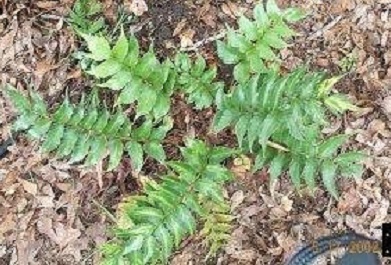 Japanese Holly Fern, Japanese Netvein Holly Fern