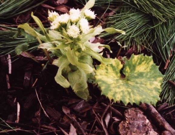 Petasites Species, Japanese Butterbur, Sweet Coltsfoot