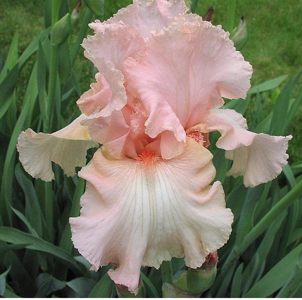 Tall Bearded Iris Beverly Sills