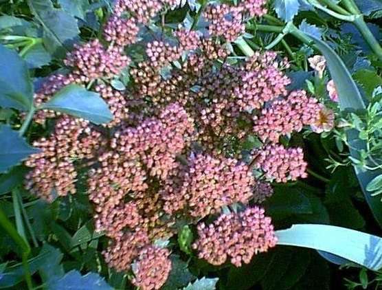 Hylotelephium, Sedum, Showy Stonecrop Matrona