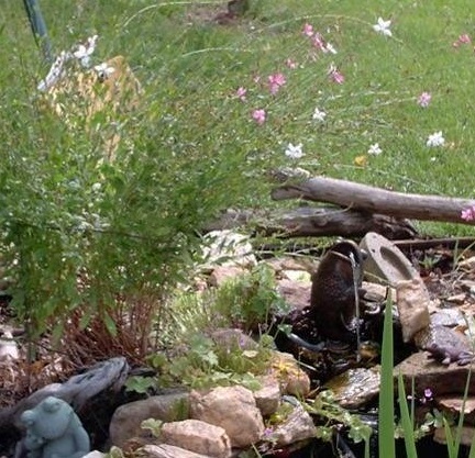 Oenothera, Appleblossom Grass, Gaura, Lindheimers Beeblossom Whirling Butterflies