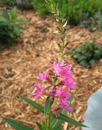 Purple Loosestrife Morden Pink