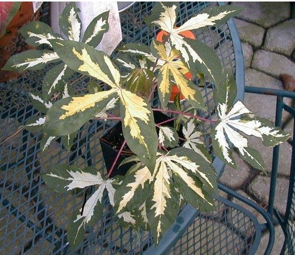 Manihot, Variegated Cassava, Variegated Tapioca Variegata