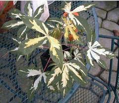 Manihot, Variegated Cassava, Variegated Tapioca 'Variegata'