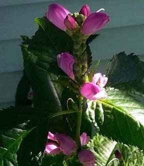 Chelone Species, Purple Turtlehead, Red Turtlehead, Rose Turtlehead, Shellflower