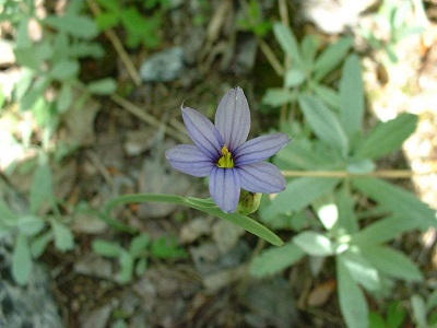 Sisyrinchium Species, Stout Blue-Eyed Grass