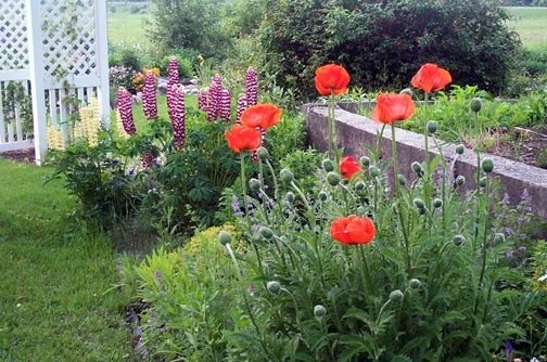 Papaver Species, Oriental Poppy, Perennial Poppy