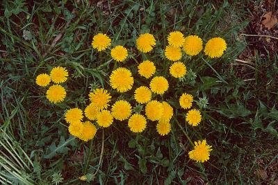 Taraxacum Species, Common Dandelion