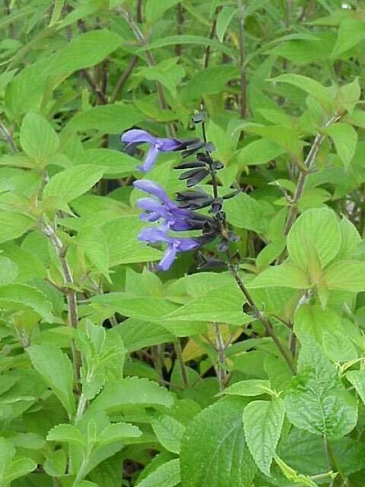 Salvia Species, Anise-Scented Sage, Blue Anise Sage, Brazilian Sage
