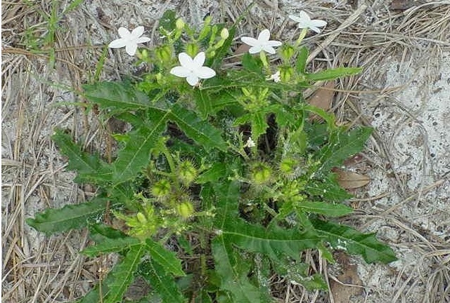 Stinging Nettle, Bull Nettle, Tread Softly, Finger Rot