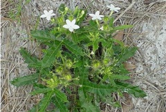 Stinging Nettle, Bull Nettle, Tread Softly, Finger Rot