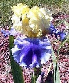 Tall Bearded Iris Edith Wolford