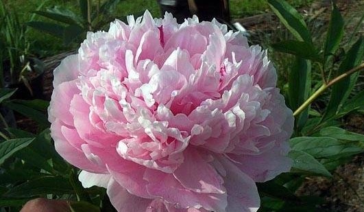 Paeonia, Chinese Peony, Garden Peony Sarah Bernhardt