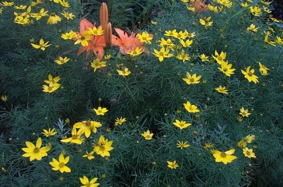 Coreopsis, Threadleaf Coreopsis, Tickseed Zagreb