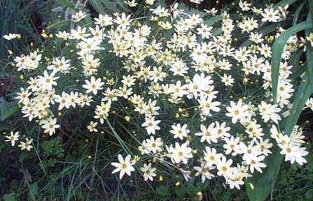 Coreopsis, Threadleaf Coreopsis, Tickseed Moonbeam