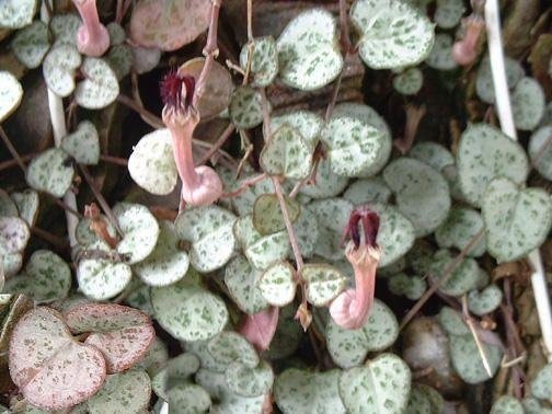 Ceropegia Species, Rosary Vine, String of Hearts