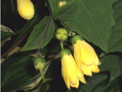 Kirengeshoma Species, Yellow Wax Bells