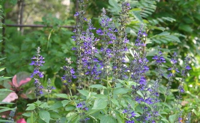 Salvia, Ornamental Sage Mystic Spires Blue