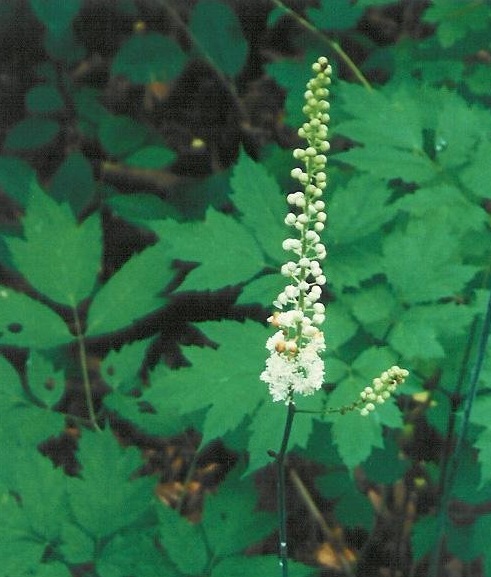 Actaea Species, Black Cohosh, Black Snakeroot, Bugbane, Fairy Candles