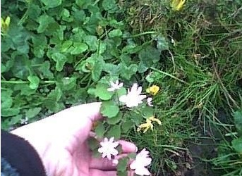 Thalictrum Species, Crowfoot, Rue Anemone, Windflower,Wood Anemone