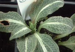 Species Orchid, Goodyera, Adder's Violet, Downy Rattlesnake Plantain, Hairy Goodyera