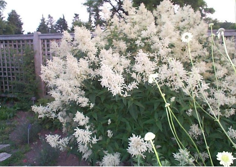 Koenigia Species, Alpine Knotweed, Giant Fleeceflower, White Dragon