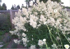 Koenigia Species, Alpine Knotweed, Giant Fleeceflower, White Dragon