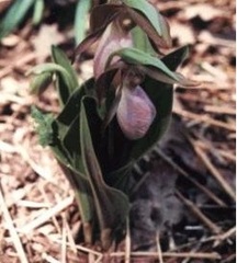 Species Orchid, Stemless Lady's Slipper, Moccasin Flower, Short Inflorescence Cypripedium