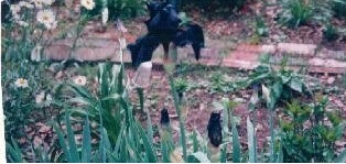 Tall Bearded Iris Superstition