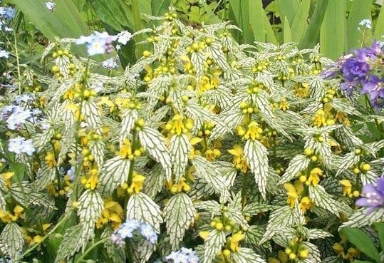 Deadnettle, Yellow Archangel Hermanns Pride