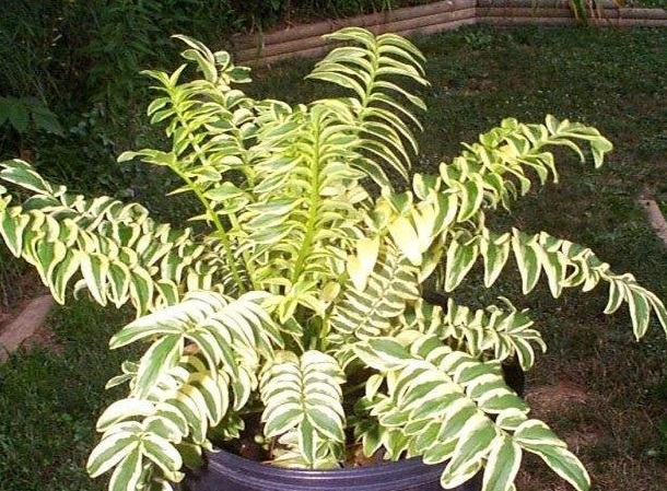 Polemonium, Variegated Jacobs Ladder Blanjou