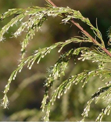 Eupatorium Species, Dog Fennel