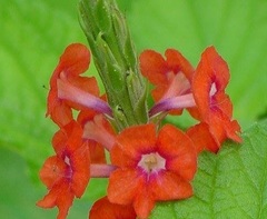 Stachytarpheta Species, Changeable Velvetberry, Pink Rat Tail, Pink Snakeweed, Red Porterweed