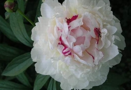 Paeonia, Garden Peony, Heirloom Peony Festiva Maxima