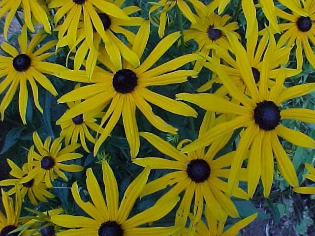 Rudbeckia Species, Orange Black-eyed Susan, Orange Coneflower