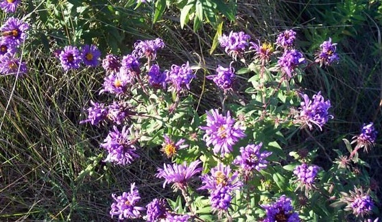 Symphyotrichum Species, Hardy Aster, Michaelmas Daisy, New England Aster