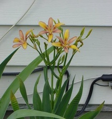 Species X Iris, Candy Lily, Candylily, Pardancanda