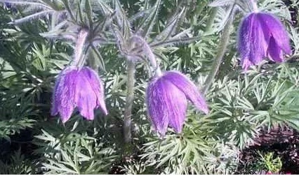 Pulsatilla Species, Danes Blood, European Pasqueflower, Pasque Flower