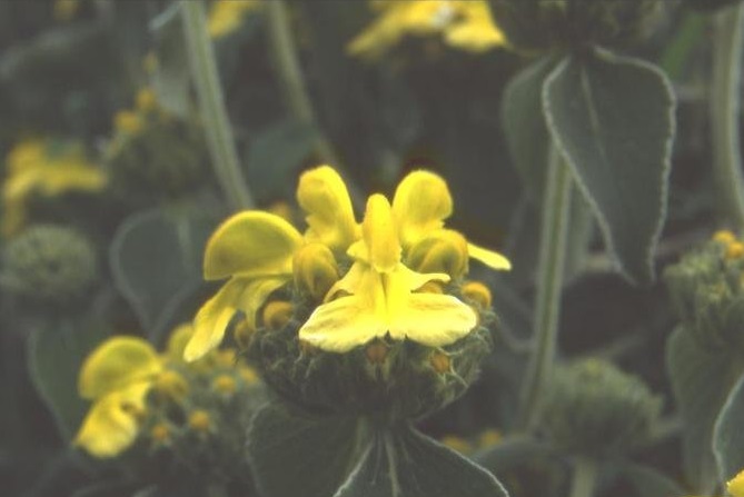 Phlomis Species, Jerusalem Sage
