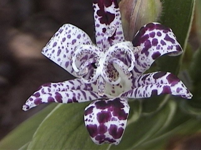 Tricyrtis Species, Hairy Toad Lily, Japanese Toad Lily