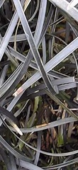 Ophiopogon Species, Black Mondo Grass