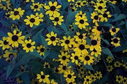 Rudbeckia Species, Brown-eyed Susan, Thinleaf Coneflower, Three-lobed Rudbeckia
