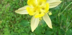 Aquilegia, Hybrid Columbine 'McKana's Giant'