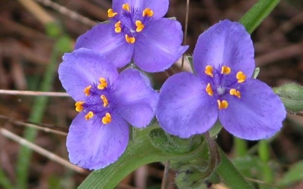 Tradescantia Species, Prairie Spiderwort, Western Spiderwort