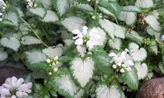 Spotted Dead Nettle 'White Nancy'