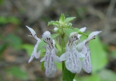 Stachys Species, Florida Betony, Rattlesnake Weed, Florida Hedgenettle, Lamb's Ear