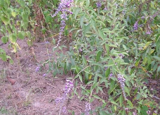 Buddleja Species, Butterfly Bush