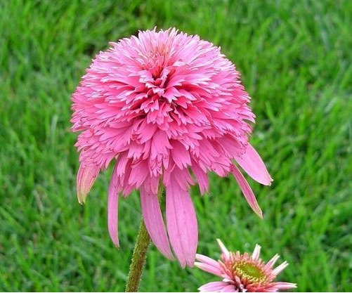 Echinacea, Double Coneflower Razzmatazz