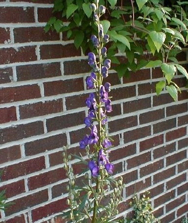 Aconitum Species, Aconite, Blue Monkshood, Monks Coule